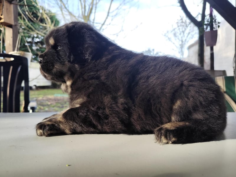 Do khyi Welpen aus VDH-Zucht