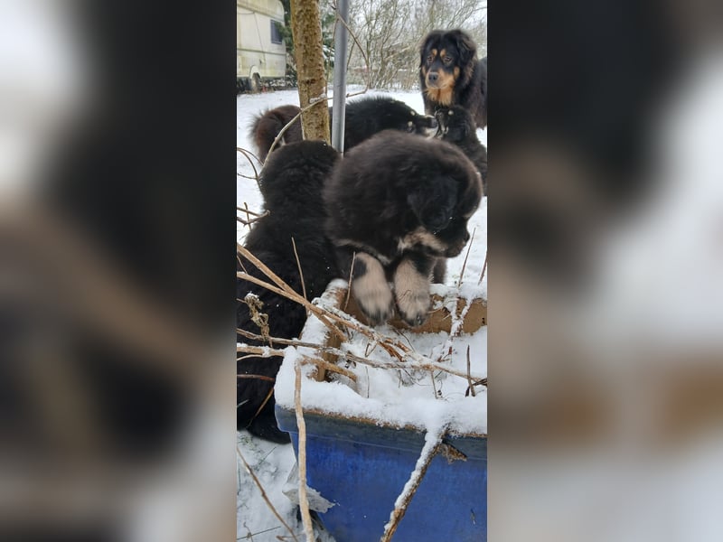 Do khyi Welpen aus VDH-Zucht