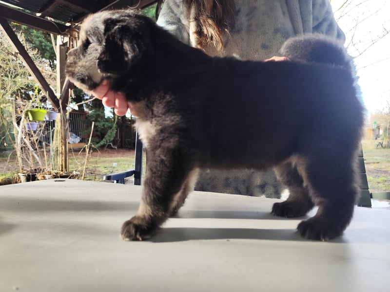 Do khyi Welpen aus VDH-Zucht