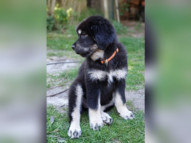 Do khyi Welpen aus VDH-Zucht