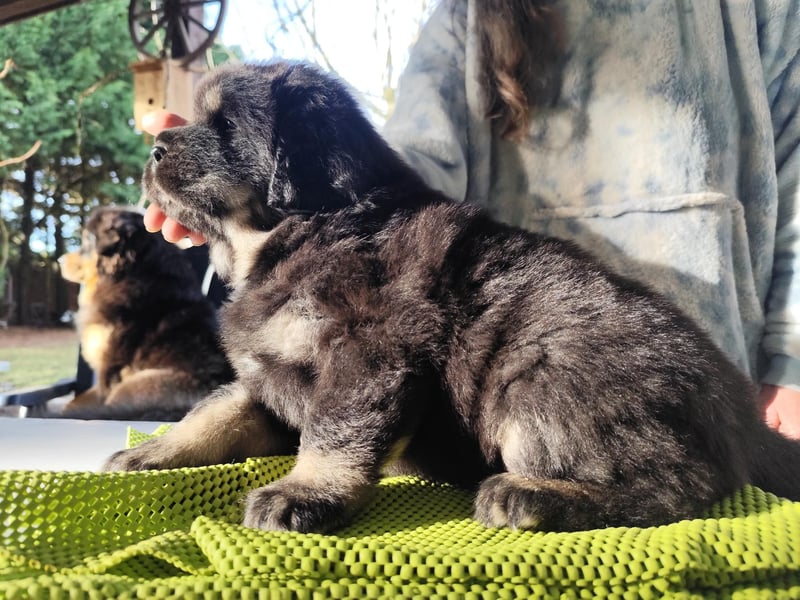 Do khyi Welpen aus VDH-Zucht