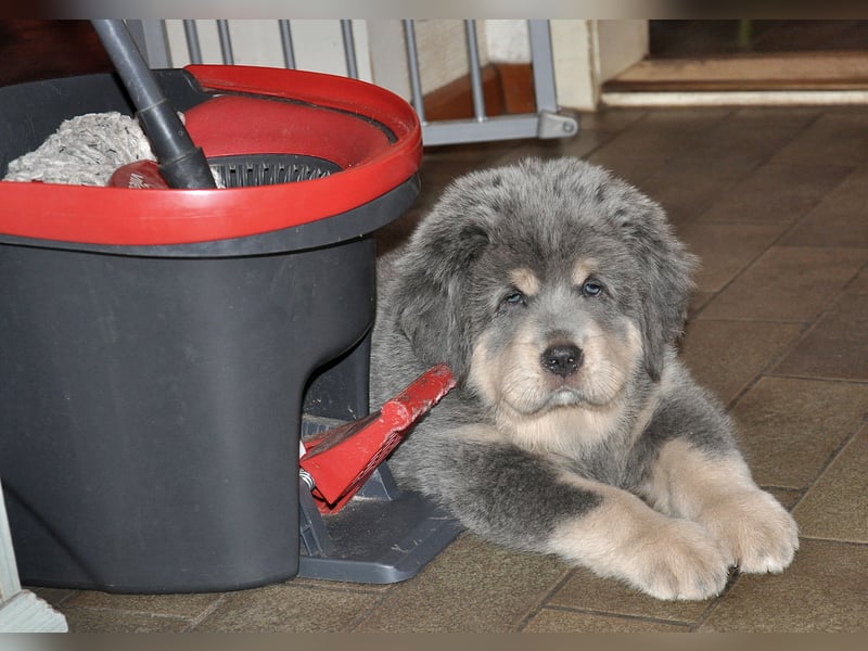 Do Khyi Welpen,  wir hoffen auf Nachwuchs im  Januar 2026