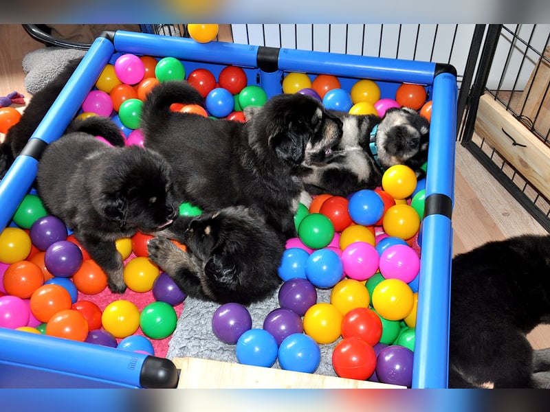 Do Khyi Welpen,  wir hoffen auf Nachwuchs im  Januar 2026