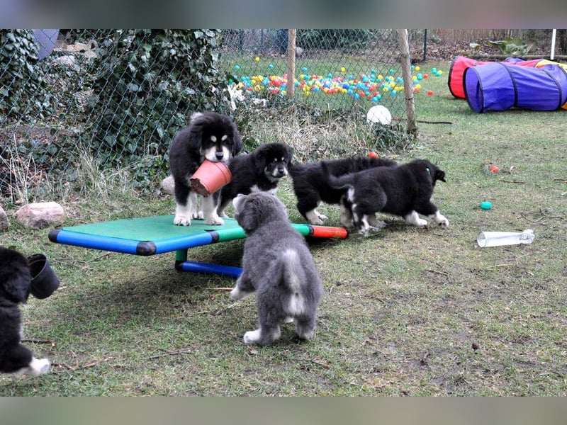 Do Khyi Welpen,  wir hoffen auf Nachwuchs im  Januar 2026