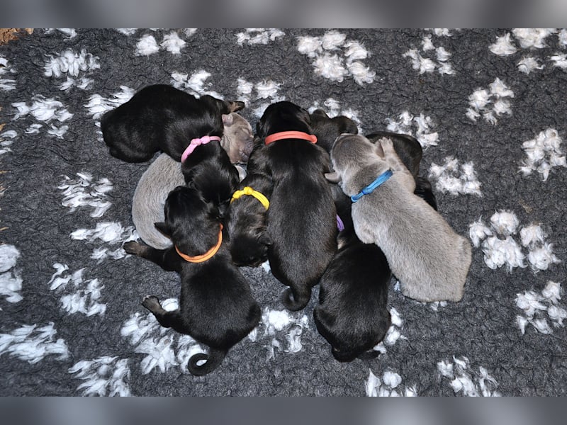 Do Khyi Welpen,  Welpen – Express ist angekommen