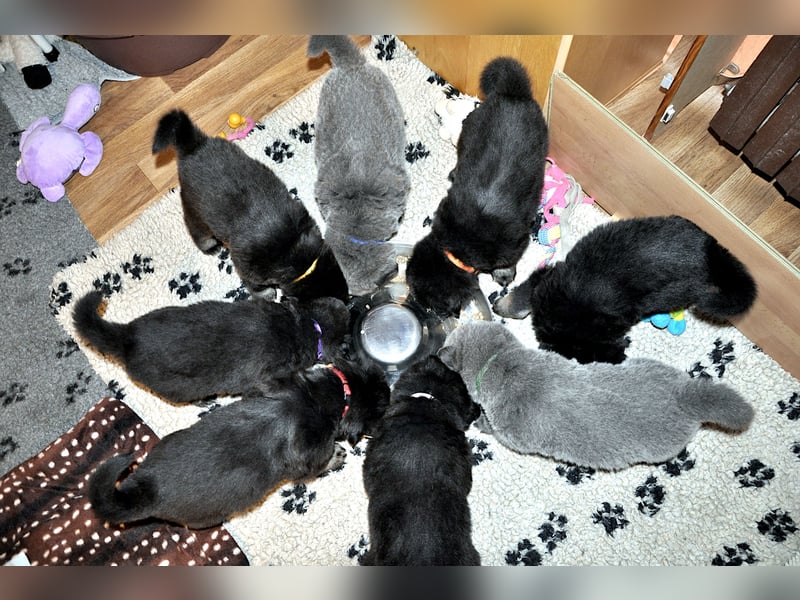 Do Khyi Welpen,  Welpen – Express ist angekommen