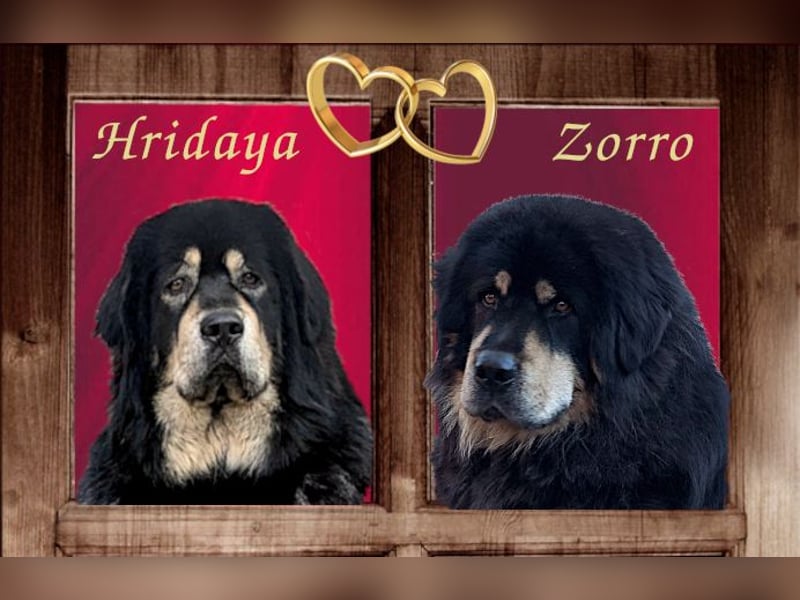 Do Khyi Welpen,  wir hoffen auf Nachwuchs im  Januar 2026