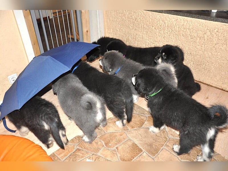 Do Khyi Welpen,  wir hoffen auf Nachwuchs im  Januar 2026