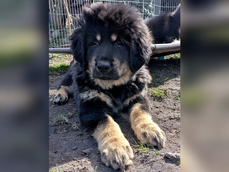 Do Khyi Welpen,  Welpen – Express ist angekommen