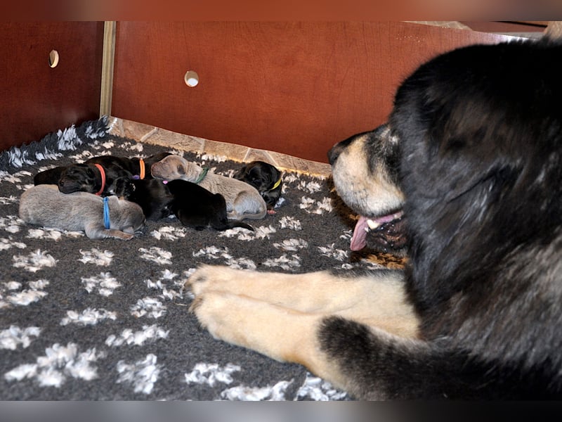 Do Khyi Welpen,  Welpen – Express ist angekommen