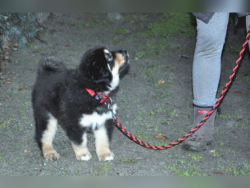 Do Khyi Welpen,  wir hoffen auf Nachwuchs im  Januar 2026