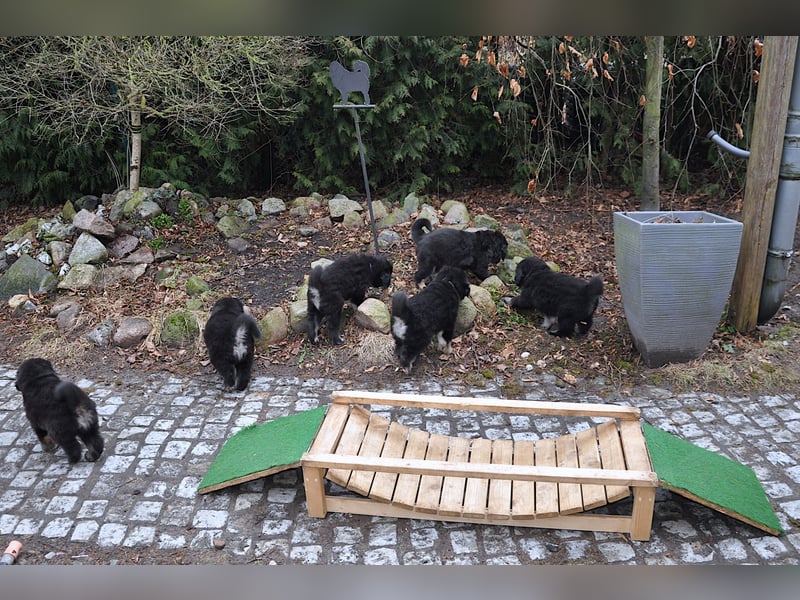 Do Khyi Welpen,  Welpen – Express ist angekommen