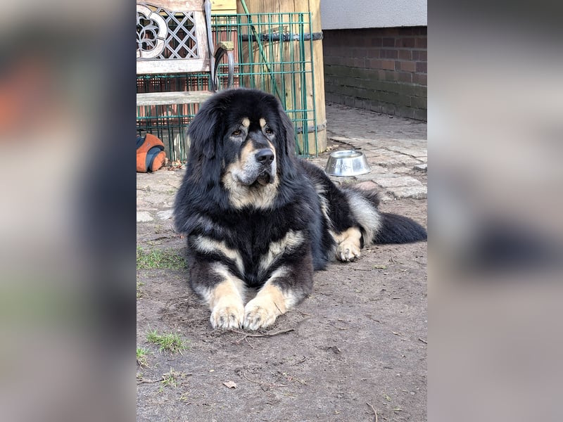 Do Khyi Welpen,  wir hoffen auf Nachwuchs im  Januar 2026