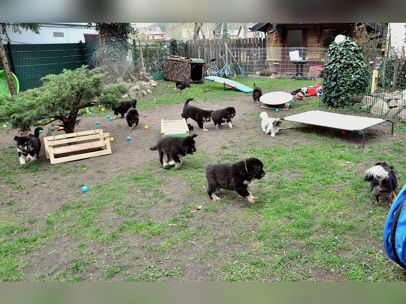 Do Khyi Welpen,  wir hoffen auf Nachwuchs im  Januar 2026