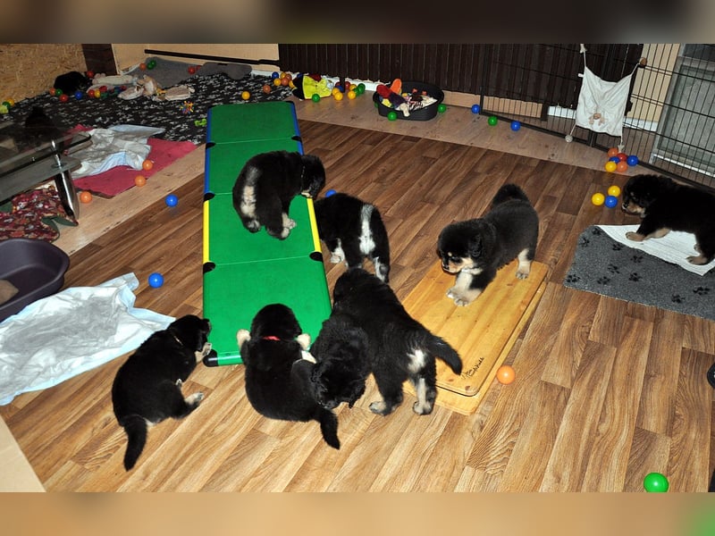 Do Khyi Welpen,  wir hoffen auf Nachwuchs im  Januar 2026