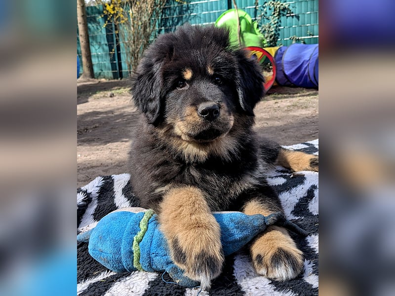 Do Khyi Welpen,  Welpen – Express ist angekommen