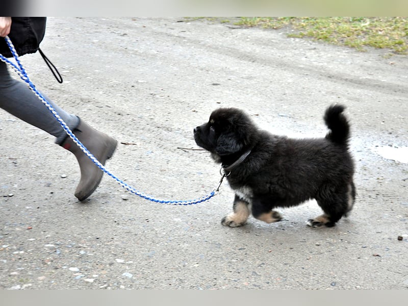 Do Khyi Welpen,  wir hoffen auf Nachwuchs im  Januar 2026