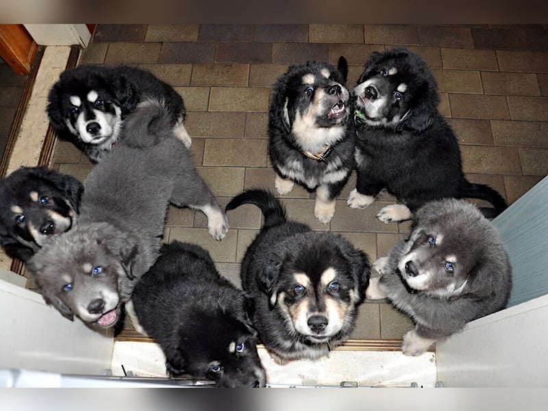 Do Khyi Welpen,  wir hoffen auf Nachwuchs im  Januar 2026