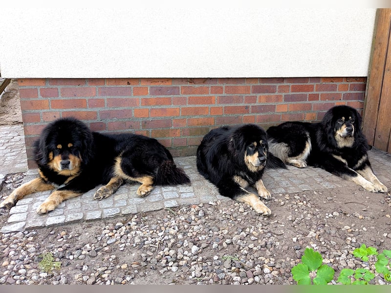 Do Khyi Welpen,  wir hoffen auf Nachwuchs im  Januar 2026