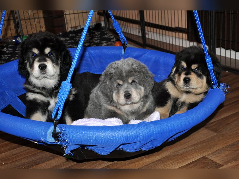 Do Khyi Welpen,  wir hoffen auf Nachwuchs im  Januar 2026