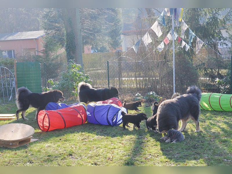 Do Khyi Welpen,  wir hoffen auf Nachwuchs im  Januar 2026