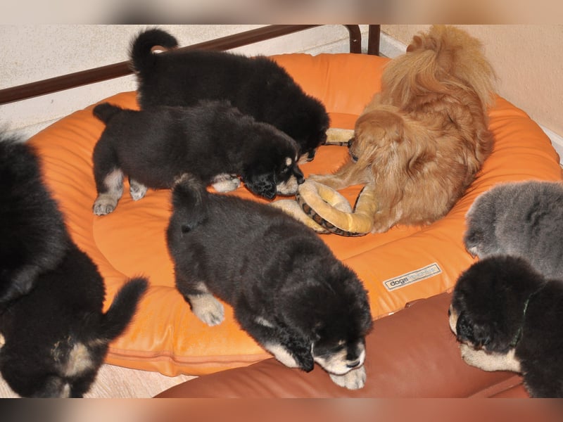 Do Khyi Welpen,  wir hoffen auf Nachwuchs im  Januar 2026