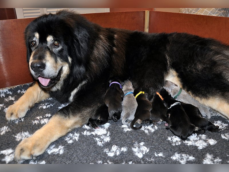 Do Khyi Welpen,  Welpen – Express ist angekommen