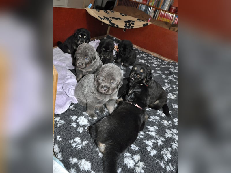 Do Khyi Welpen,  Welpen – Express ist angekommen