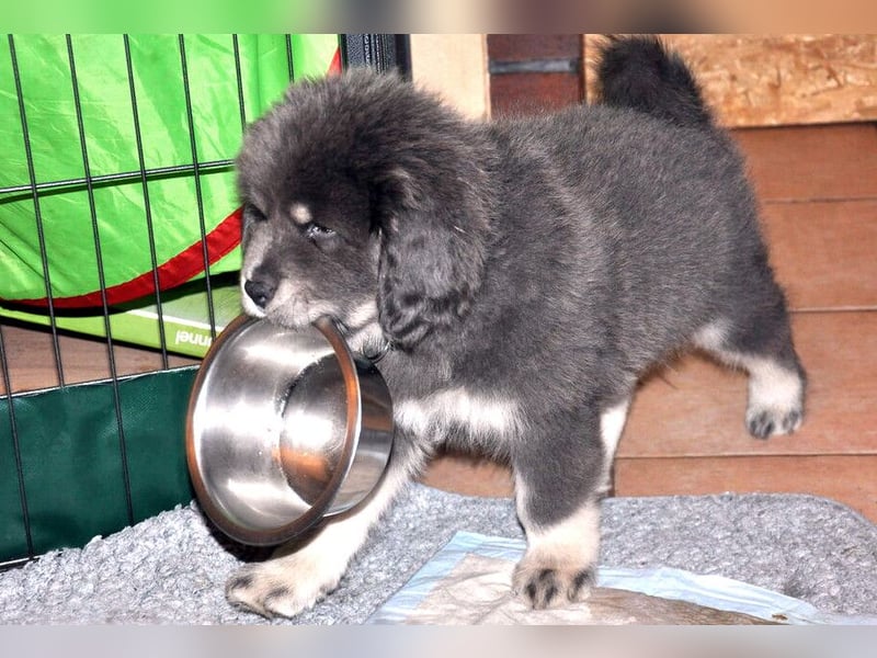 Do Khyi Welpen,  wir hoffen auf Nachwuchs im  Januar 2026