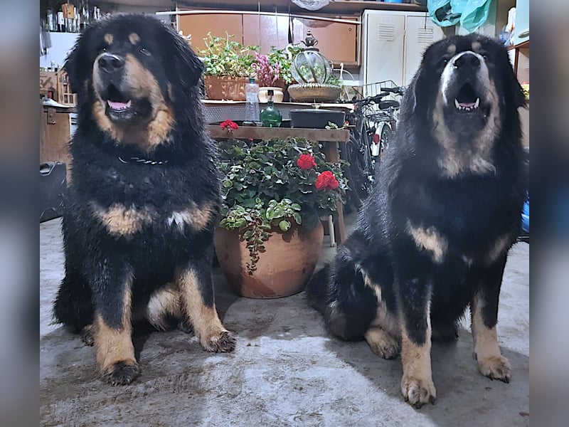 Do Khyi Welpen,  wir erwarten Nachwuchs im  Januar 2026