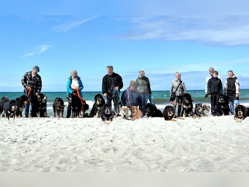 Do Khyi Welpen,  wir hoffen auf Nachwuchs im  Januar 2026