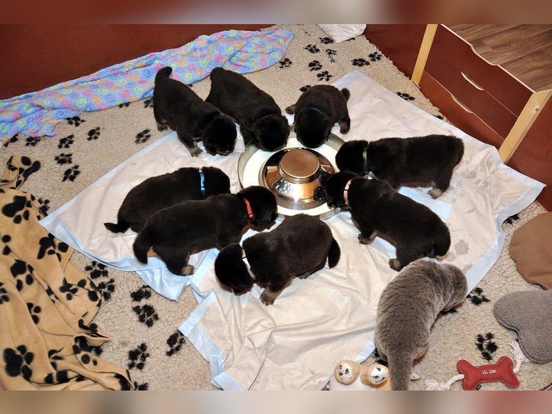 Do Khyi Welpen,  wir hoffen auf Nachwuchs im  Januar 2026