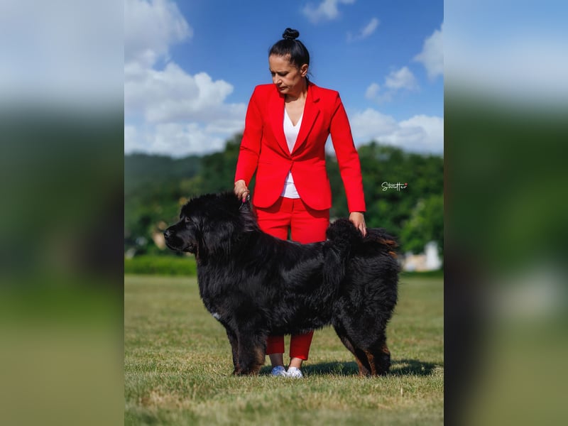 Tibetmastiff-Welpen aus FCI-anerkannter Zucht – verantwortungsvolle Abgabe Jeżeli chcesz, mogę: