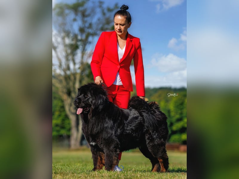 Tibetmastiff-Welpen aus FCI-anerkannter Zucht – verantwortungsvolle Abgabe Jeżeli chcesz, mogę: