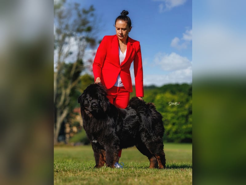 Tibetmastiff-Welpen aus FCI-anerkannter Zucht – verantwortungsvolle Abgabe Jeżeli chcesz, mogę: