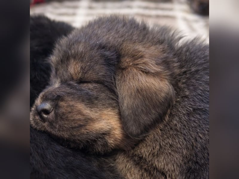 Tibetmastiff-Welpen aus FCI-anerkannter Zucht – verantwortungsvolle Abgabe Jeżeli chcesz, mogę: