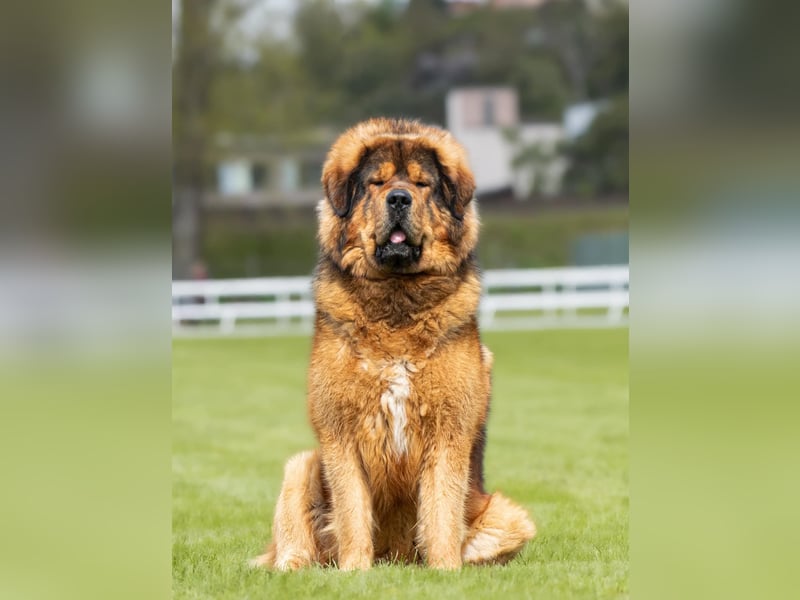 Tibetmastiff-Welpen aus FCI-anerkannter Zucht – verantwortungsvolle Abgabe Jeżeli chcesz, mogę: