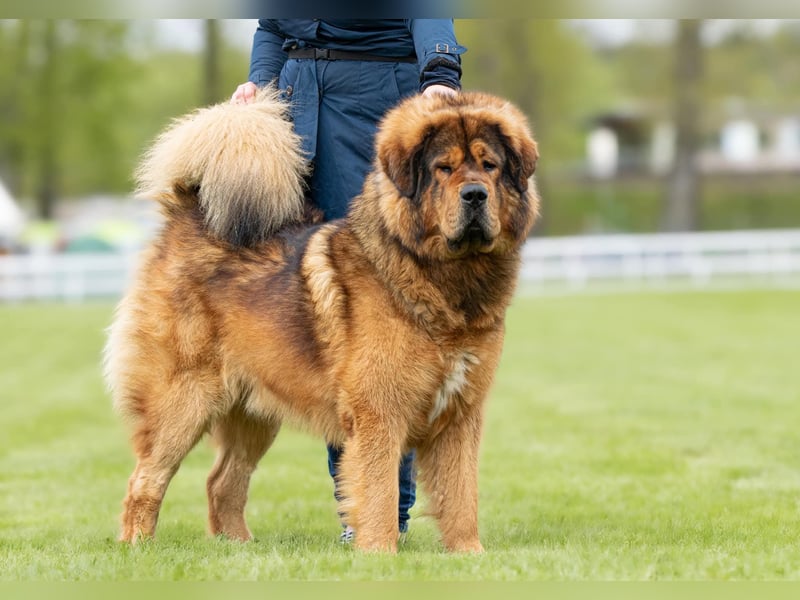 Tibetmastiff-Welpen aus FCI-anerkannter Zucht – verantwortungsvolle Abgabe Jeżeli chcesz, mogę: