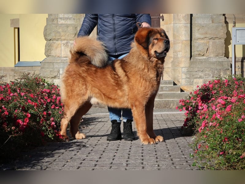Tibetmastiff-Welpen aus FCI-anerkannter Zucht – verantwortungsvolle Abgabe Jeżeli chcesz, mogę: