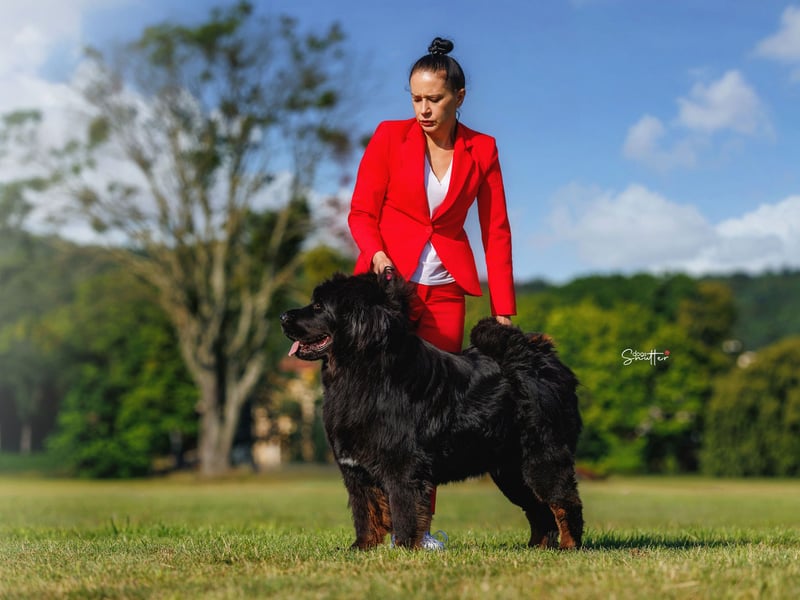 Tibetmastiff-Welpen aus FCI-anerkannter Zucht – verantwortungsvolle Abgabe Jeżeli chcesz, mogę: