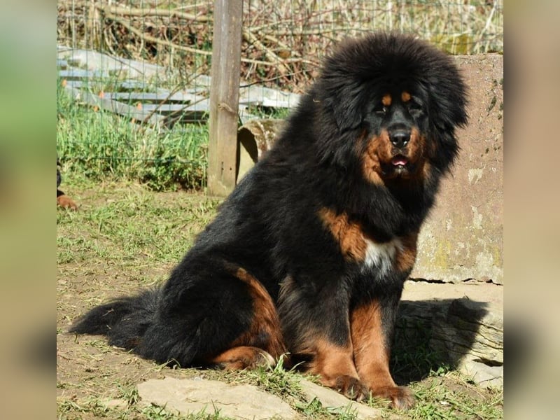 Do-khyi Tibet Doggen Welpen zvk.