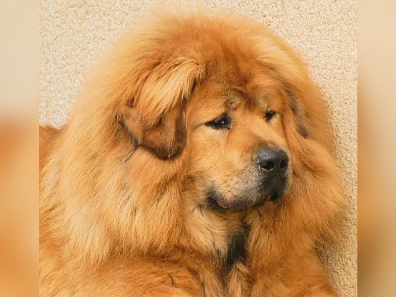 Do-khyi Tibet Doggen Welpen zvk.