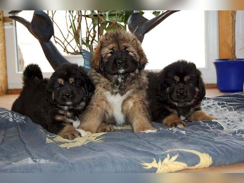 Do-khyi Tibet Doggen Welpen zvk.