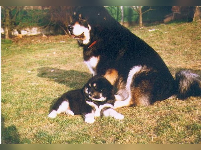 Do-khyi Tibet Doggen Welpen zvk.