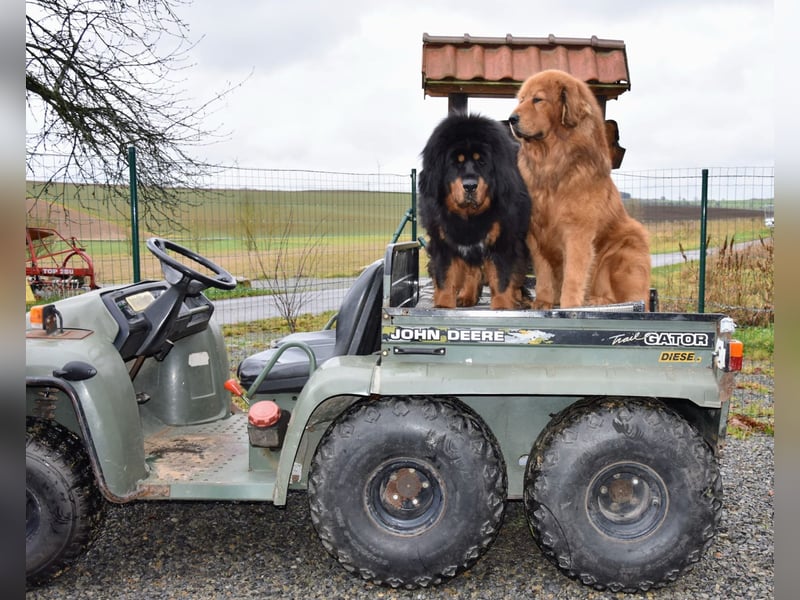 Do-khyi Tibet Doggen Welpen zvk.