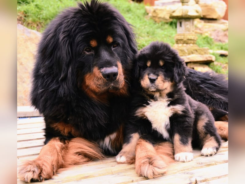 Do-khyi Tibet Doggen Welpen zvk.