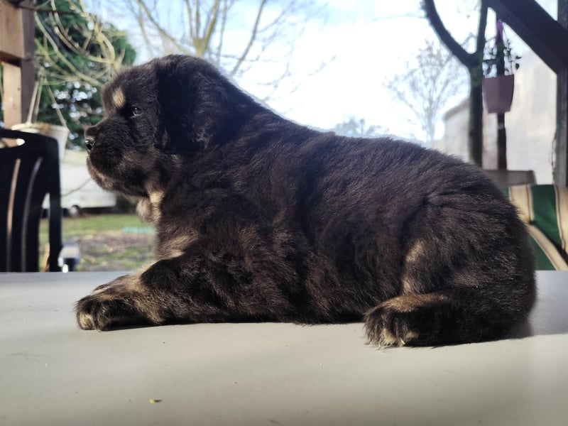 Do khyi Welpen aus VDH-Zucht