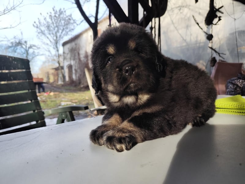 Do khyi Welpen aus VDH-Zucht