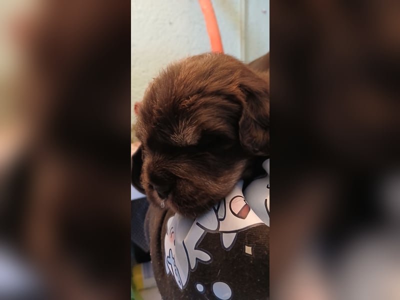 Do khyi Welpen aus VDH-Zucht