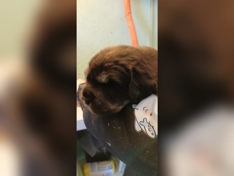 Do khyi Welpen aus VDH-Zucht